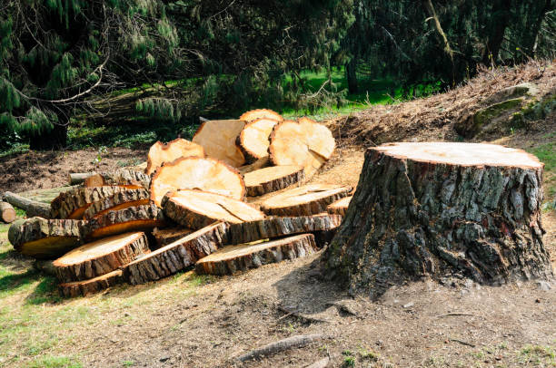 Best Emergency Tree Removal  in Crest Hl, IL